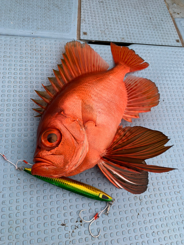 チカメキントキの釣果