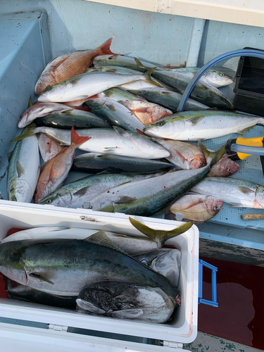 ブリの釣果