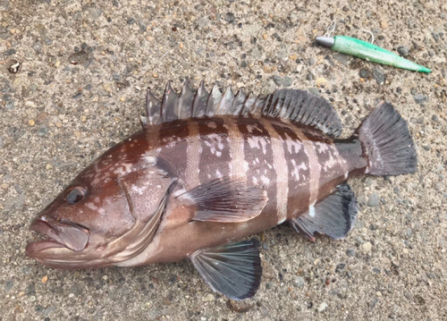 マハタの釣果