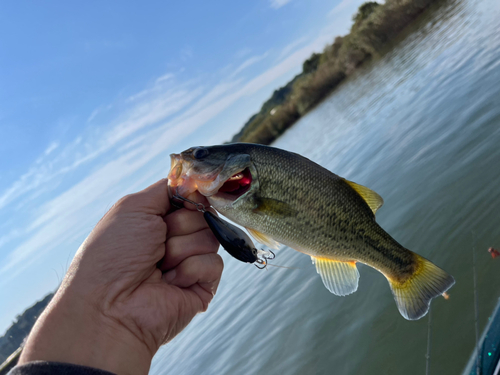 ラージマウスバスの釣果