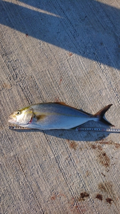 ネイリの釣果