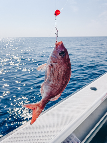 マダイの釣果