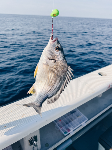 イシガキダイの釣果