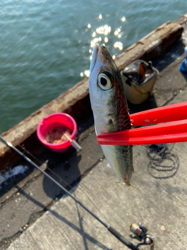 サバの釣果