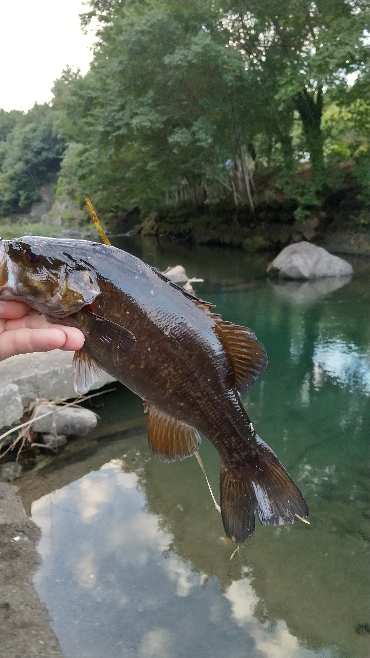 スモールマウスバス