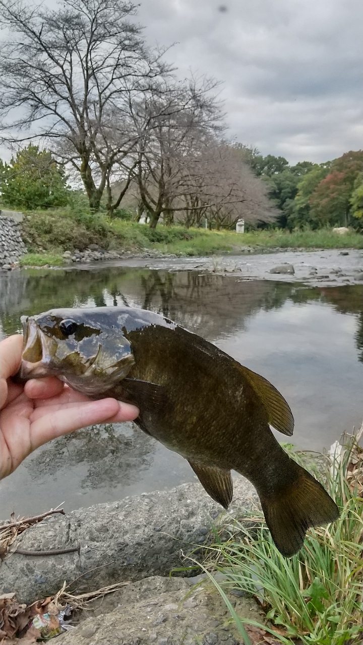 スモールマウスバス