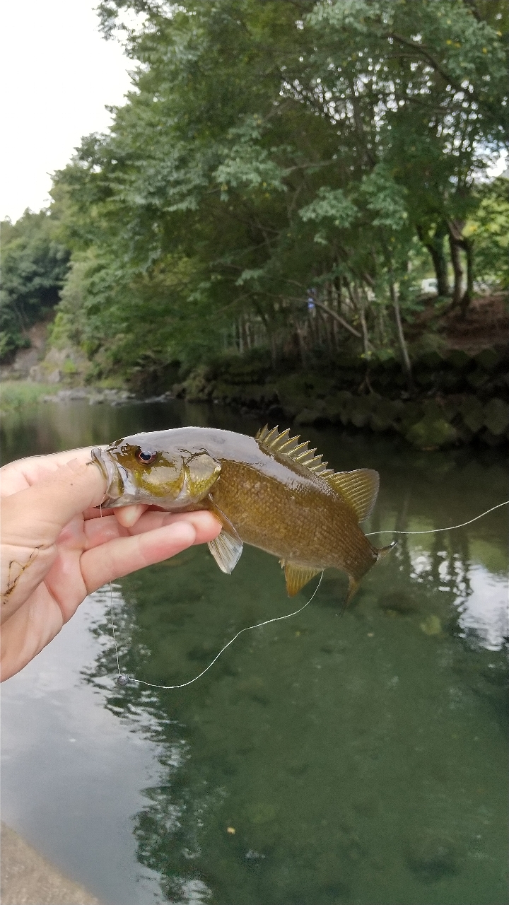 スモールマウスバス