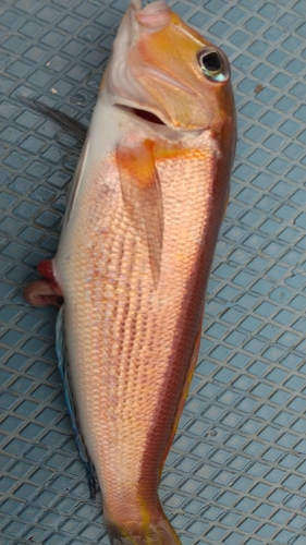 アマダイの釣果