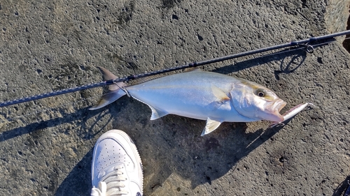 ネリゴの釣果