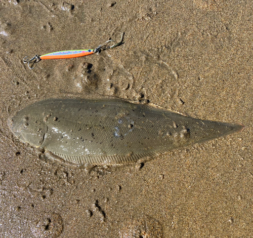 シタビラメの釣果