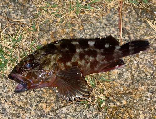 カサゴの釣果