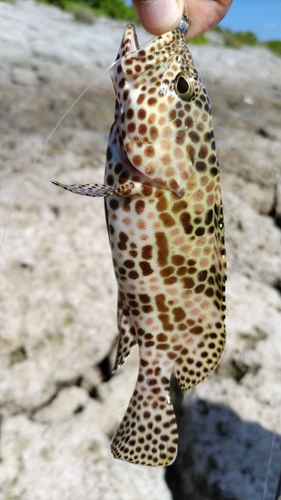 カンモンハタの釣果