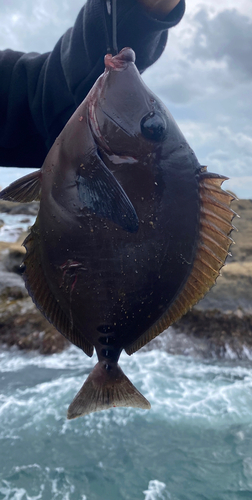 ニザダイの釣果