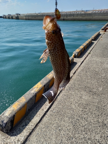 オオモンハタの釣果