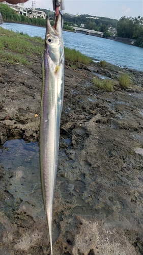 テンジクタチの釣果