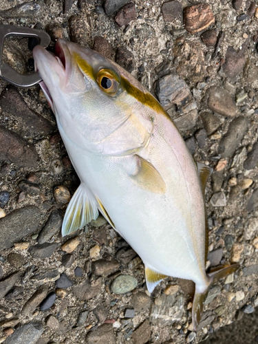 シオの釣果