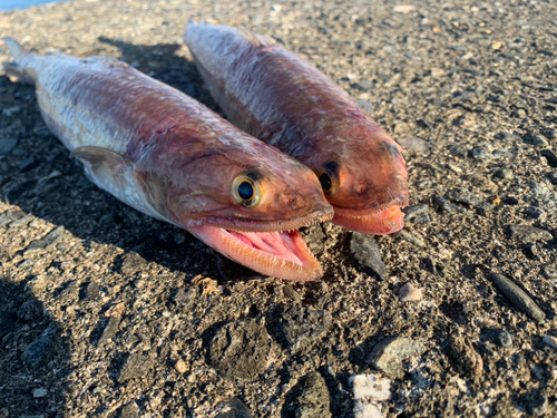 エソの釣果