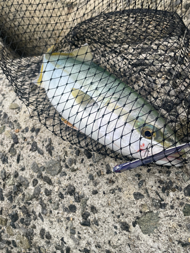 ハマチの釣果