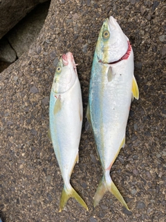 イナダの釣果