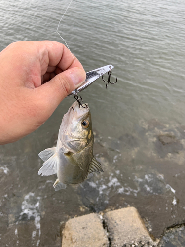 セイゴ（マルスズキ）の釣果