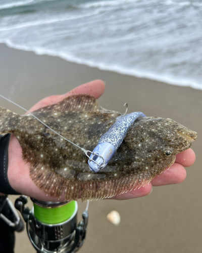 ソゲの釣果