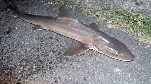 ホシザメの釣果