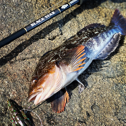 アイナメの釣果