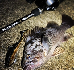 クロソイの釣果