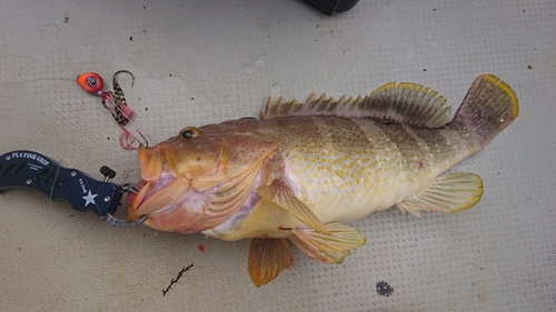 アオハタの釣果