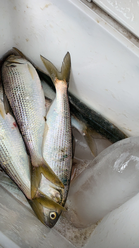 コノシロの釣果