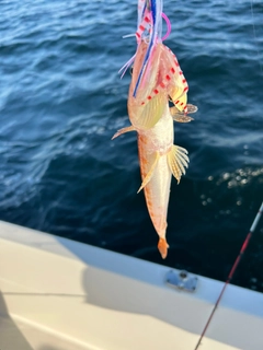 エソの釣果