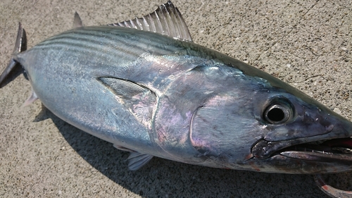 ハガツオの釣果