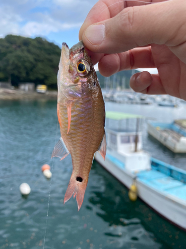 ネンブツダイの釣果