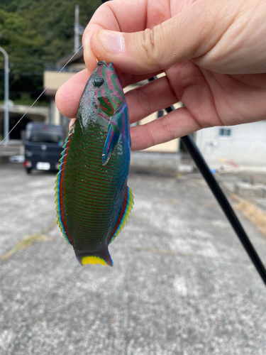 ニシキベラの釣果