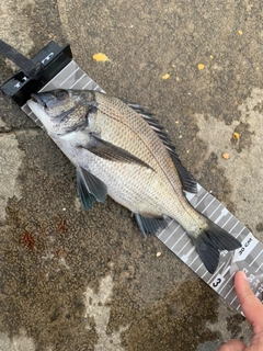 クロダイの釣果