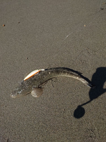 マゴチの釣果