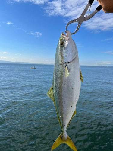 ハマチの釣果