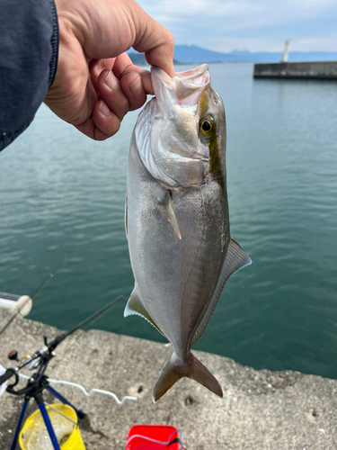 ショゴの釣果