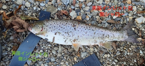 ブラウントラウトの釣果