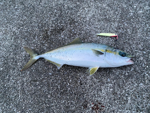 ヤズの釣果