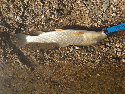 ニゴイの釣果