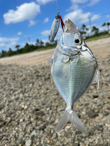 ガーラの釣果