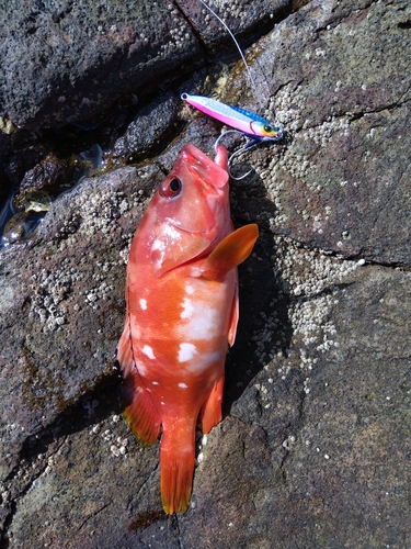 アカハタの釣果