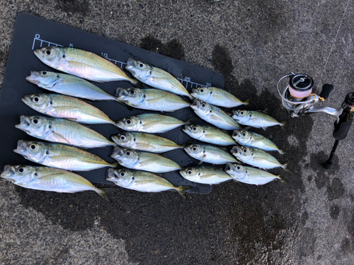 アジの釣果