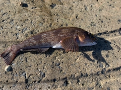 アイナメの釣果