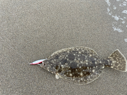 ヒラメの釣果