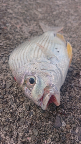 ヘダイの釣果