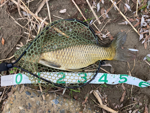 コイの釣果