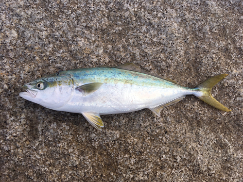 イナダの釣果