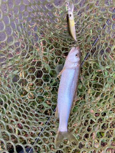 ハスの釣果